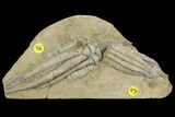 Fossil Crinoids (Scytalocrinus & Parascytalocrinus) - Crawfordsville #157239-1